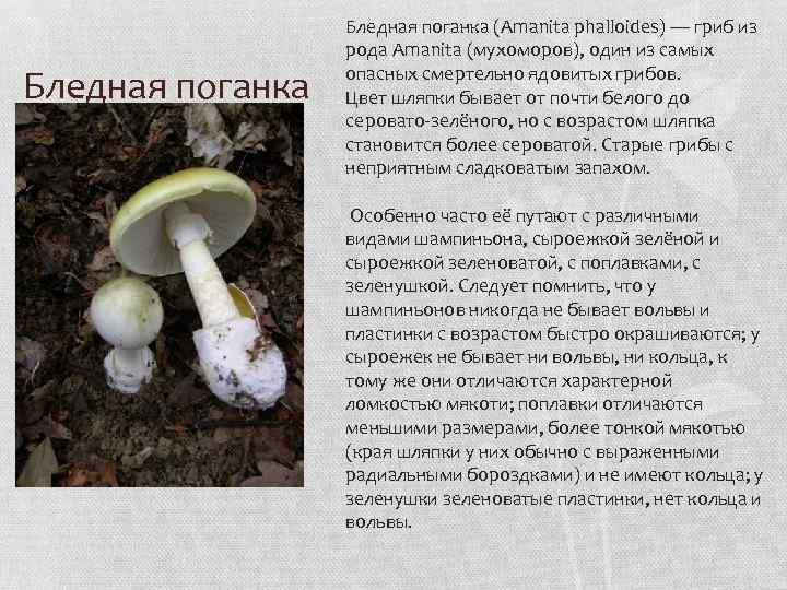 Почему даже обработанные термически грибы вызывают отравление
почему даже обработанные термически грибы вызывают отравление — медицинская энциклопедия
