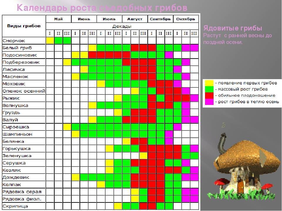 Грибы условия роста. Таблица роста грибов по месяцам. Календарь грибника средней полосы России. Таблица сбора грибов по месяцам. График сбора грибов по месяцам.