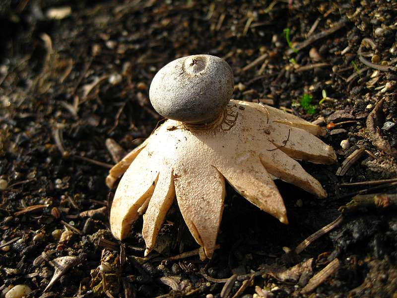 Виды гриба звездовик. гриб звездовик или «земляная звезда гриб земляная звезда