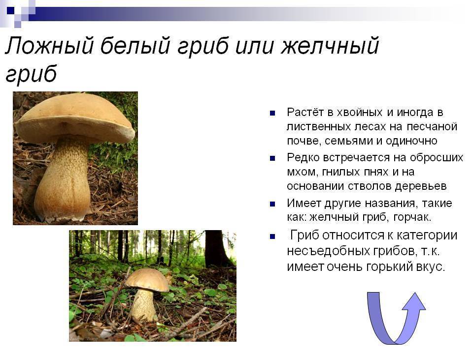 Желчный гриб, ложный белый гриб, горчак – описание, отличие, фото