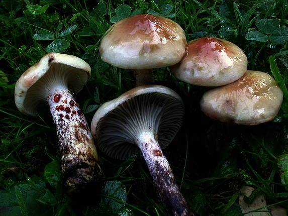 Мокруха еловая (gomphidius glutinosus) или гриб слизняк: фото, описание и как его готовить