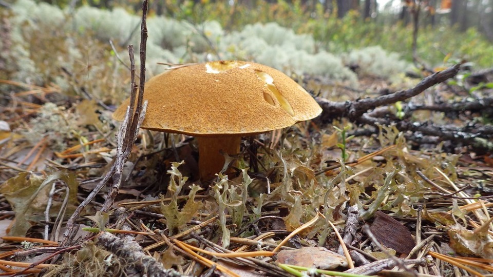 Съедобные грибы карелии фото и названия