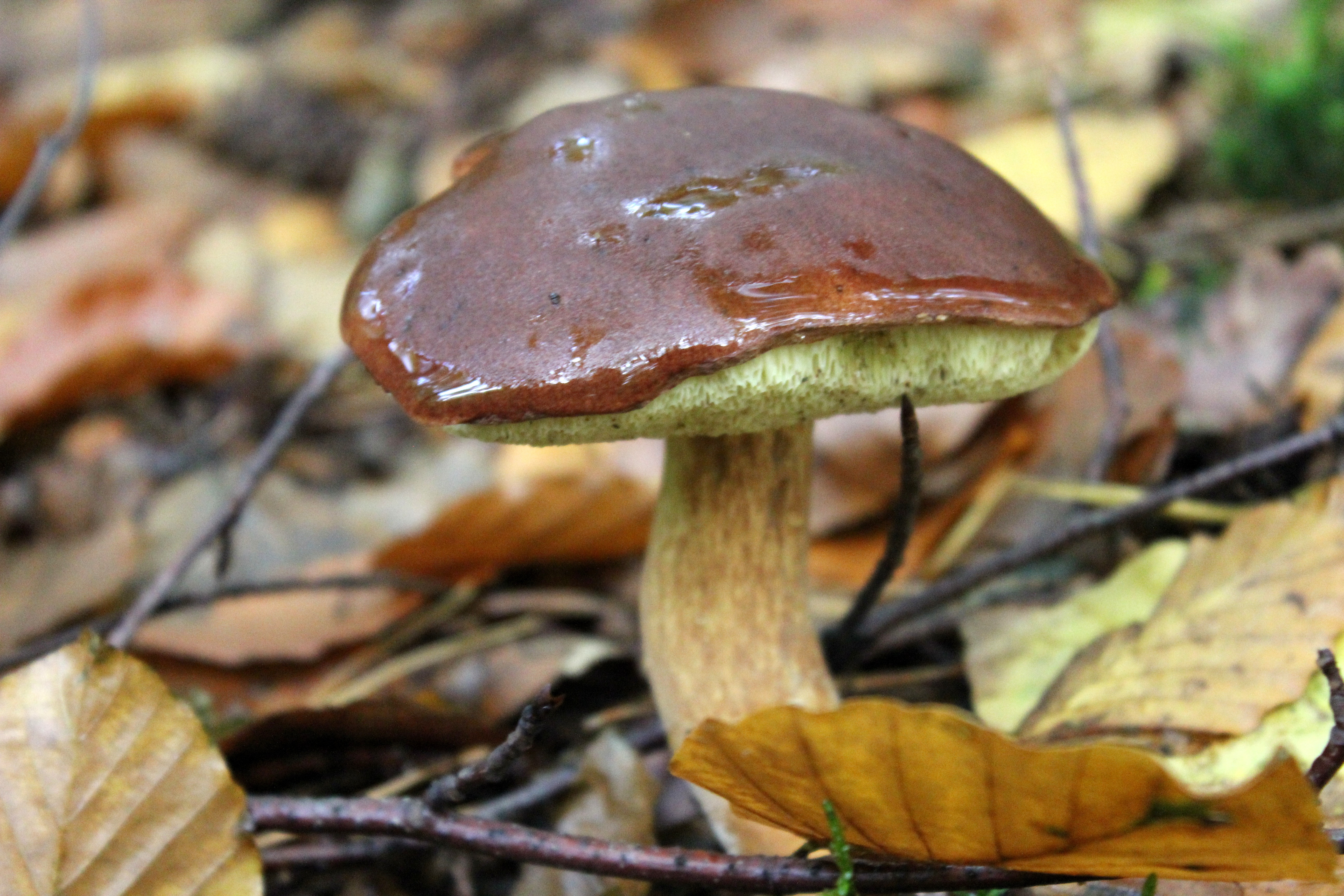 Каштановый гриб (gyroporus castaneus), заячий, гиропорус каштановый или каштановик: описание, фото, рецепты приготовления в домашних условиях