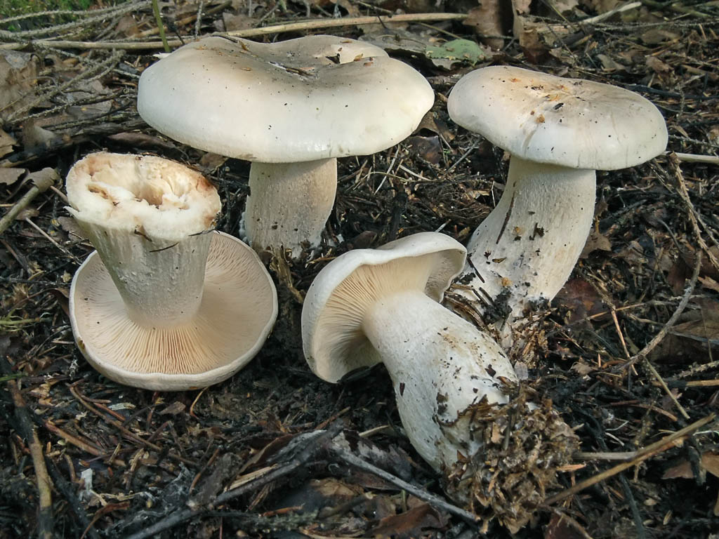 Говорушка дымчатая – гриб, который хотел стать цветком - грибы собираем