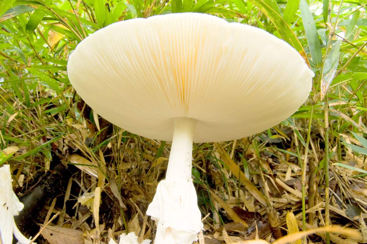 Белая поганка гриб фото и описание