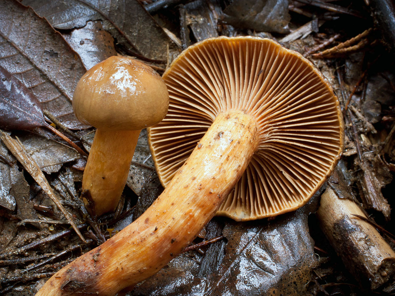 Мокруха пурпуровая (chroogomphus rutilus) – грибы сибири