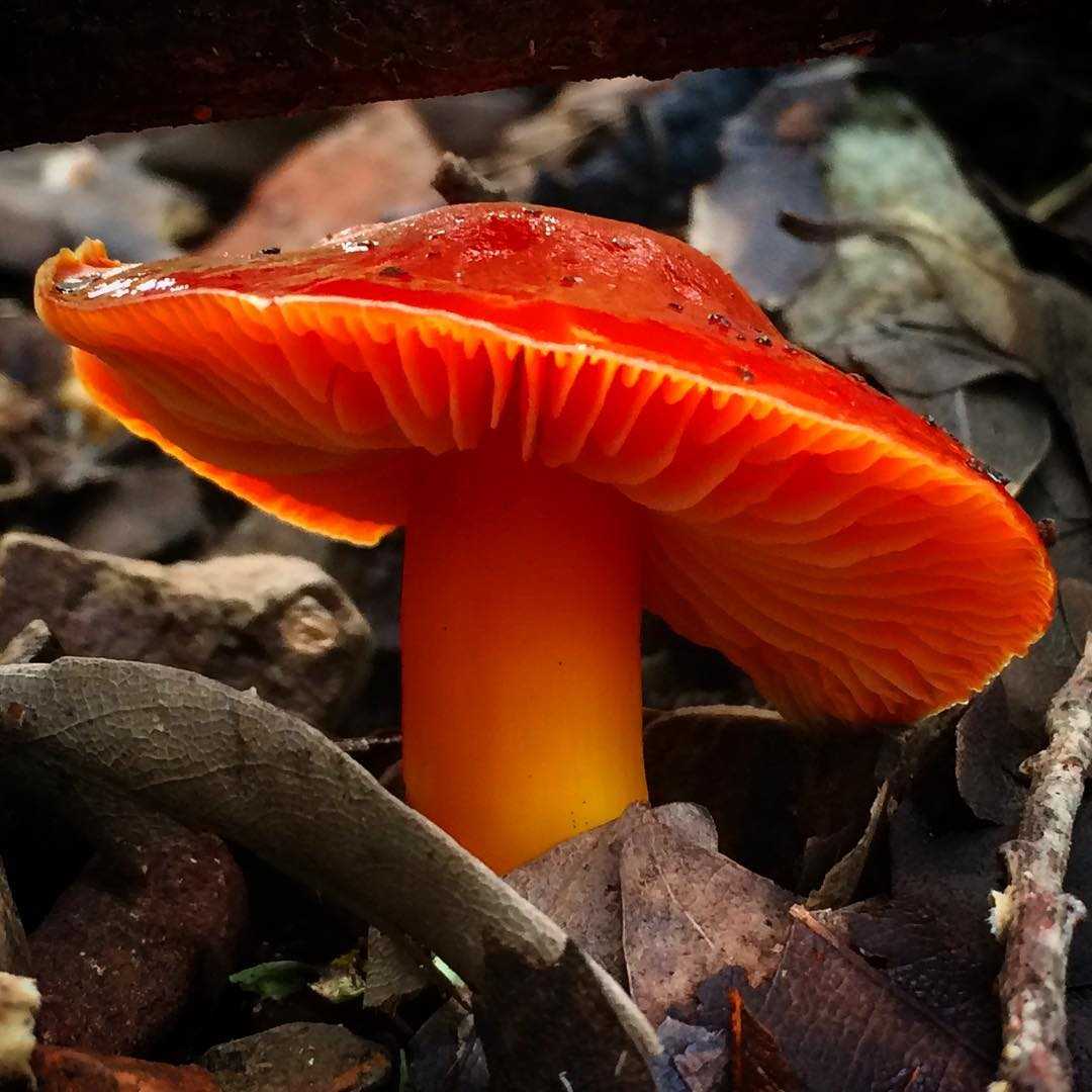Гигроцибе коническая (hygrocybe conica) – грибы сибири