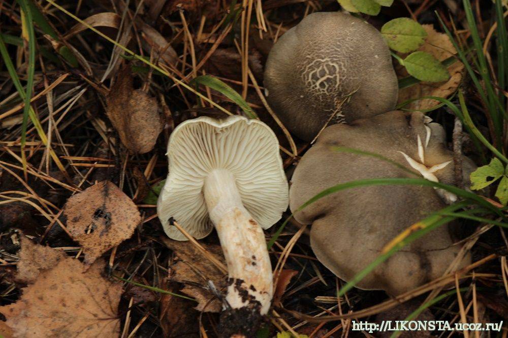 Рядовка надломленная (tricholoma batschii): фото, описание и как готовить гриб
