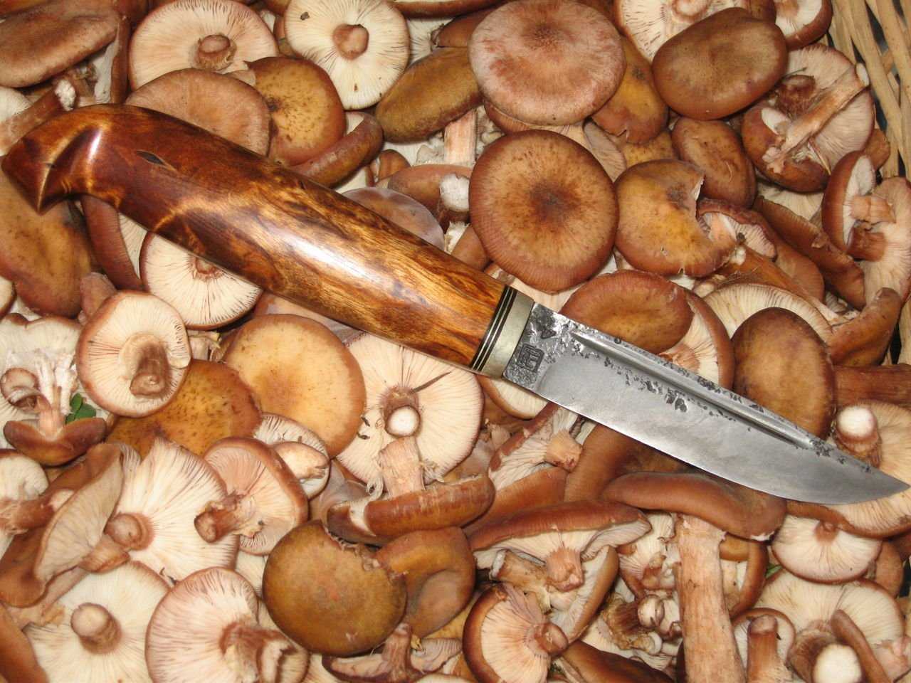 – термическая обработка белых свежих грибов перед приготовлением: способы подготовки после сбора к жарке, заморозке