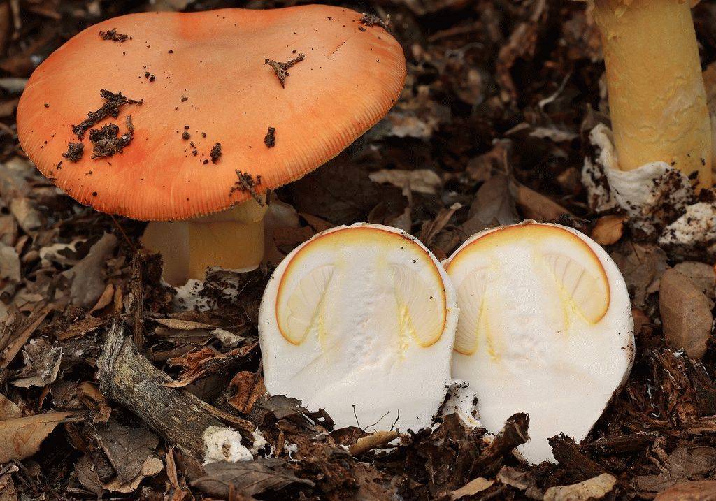Цезарский гриб (царский гриб, съедобный мухомор) – описание, фото