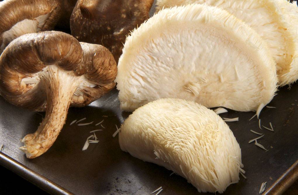 Можно ли готовить грибы. Белый узбекский гриб. Вареные белые грибы. Уваренные белые грибы. Отварить грибы перед жаркой.