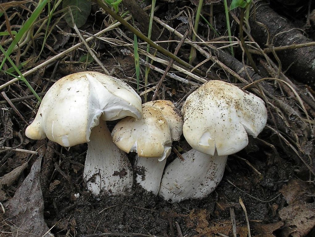 Майский гриб: состав, калорийность, польза, рецепты