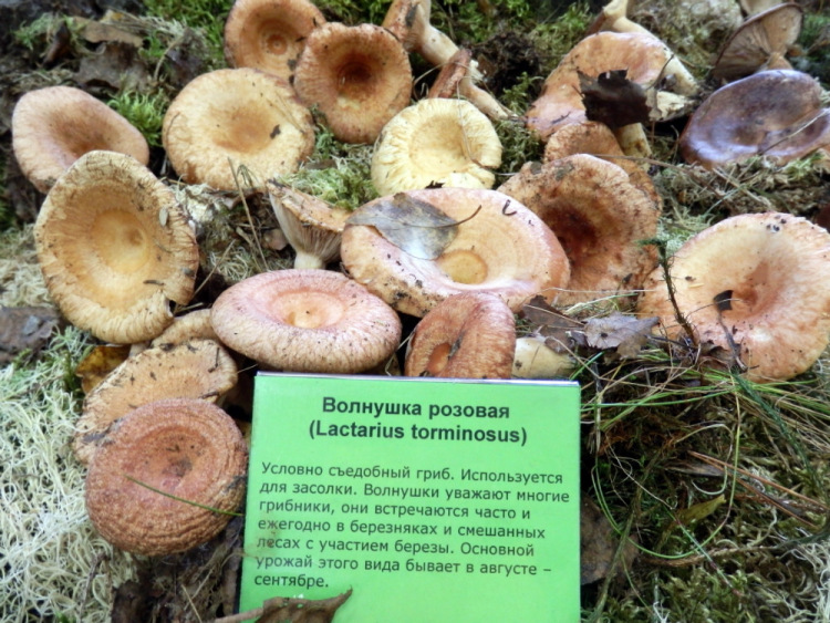 Грибы волнушки: польза и применение- полезные свойства грибов волнушек и приготовление +фото