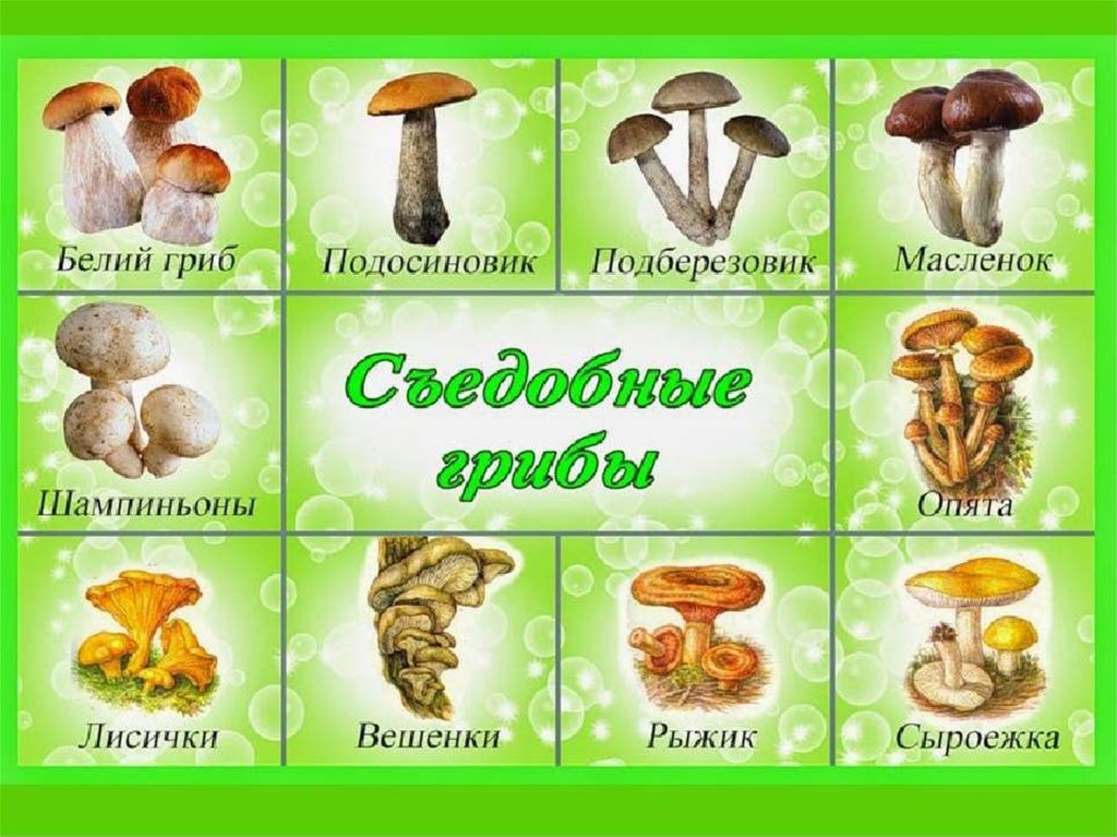 Индейка запеченная с грибами и сыром - bookcooks.ru