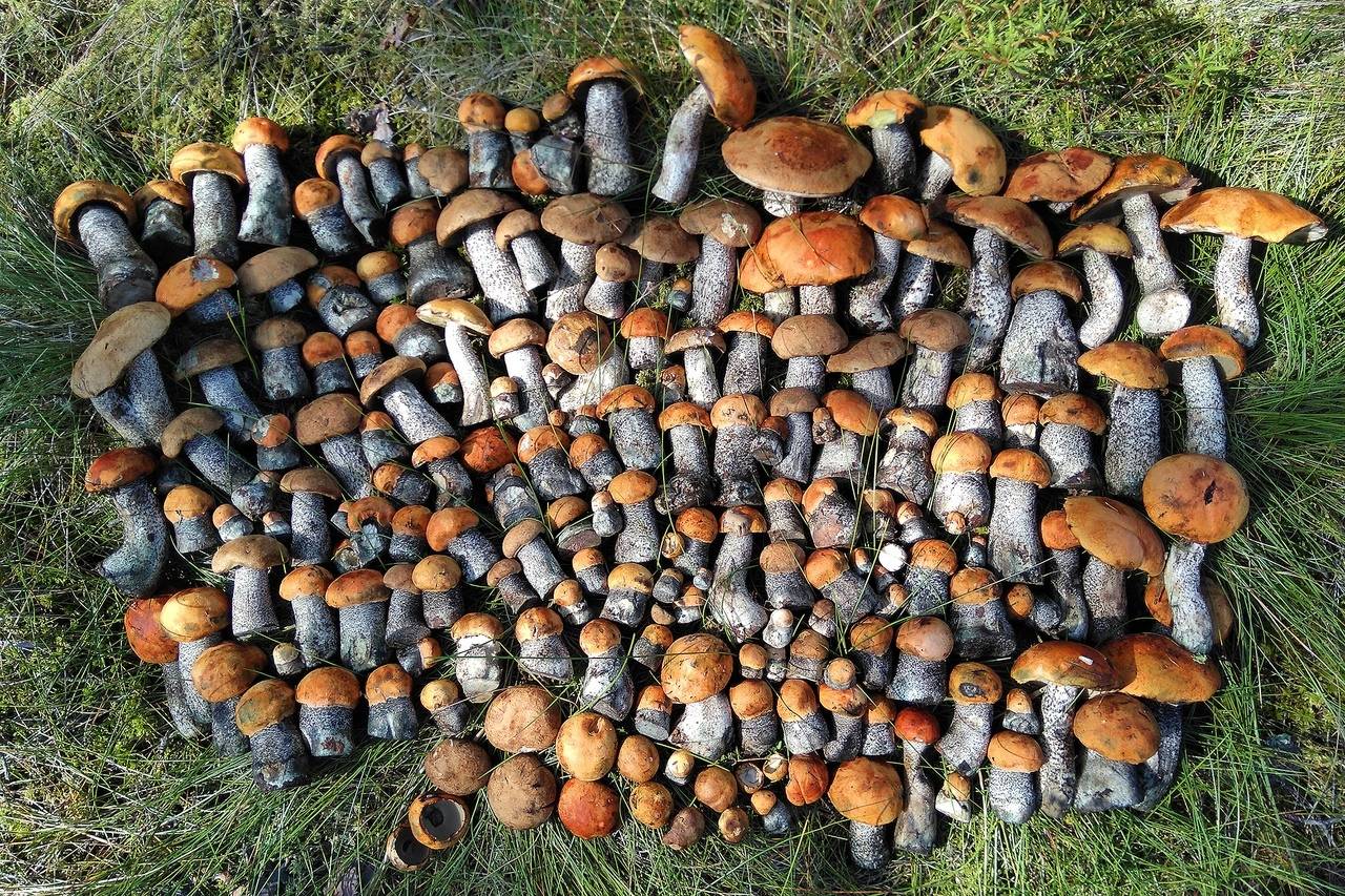 «можно обнадежить»: названы самые грибные места ленобласти