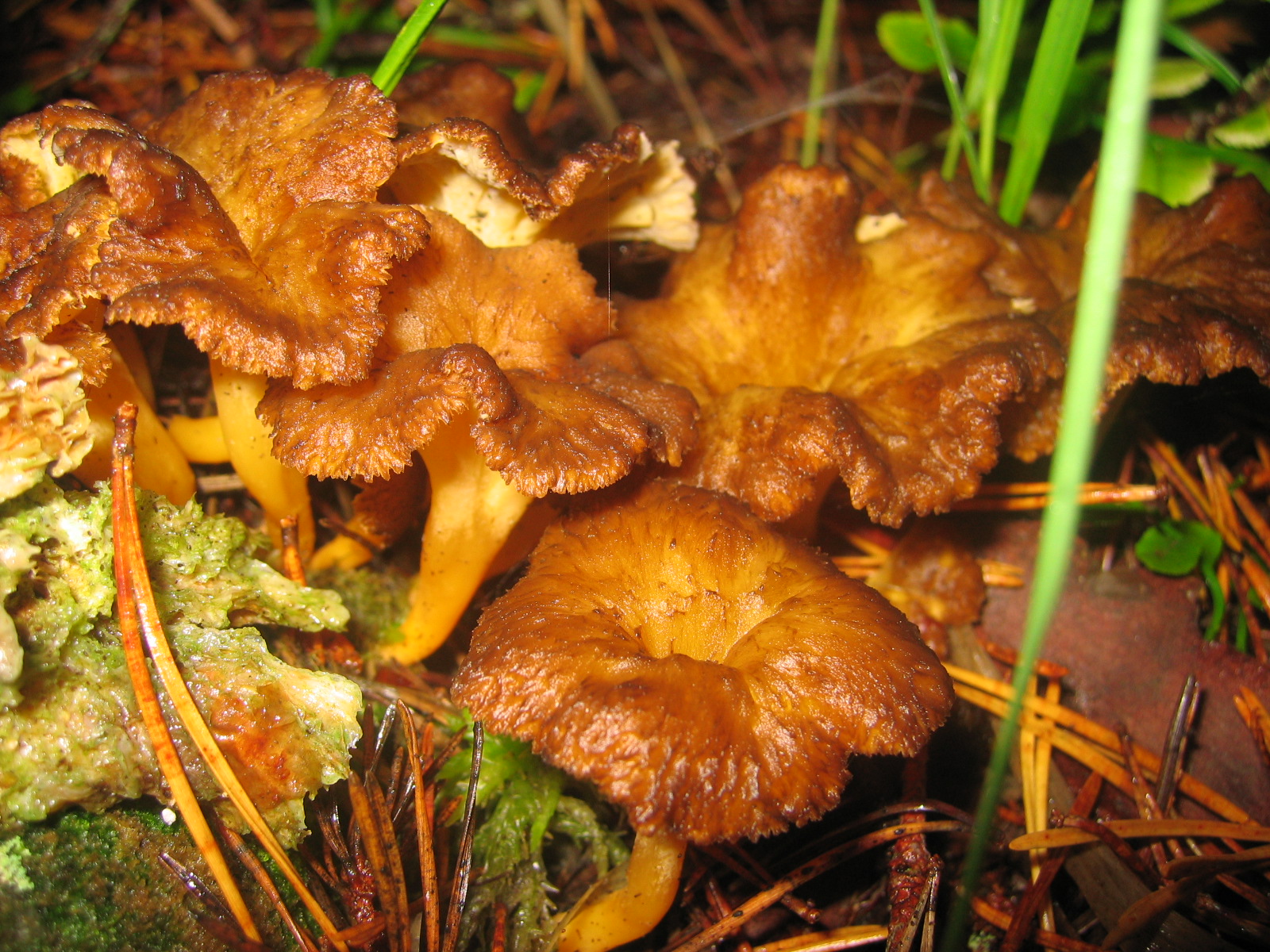 Виды гриба лисички. Cantharellus lutescens. Лисичка желтеющая гриб. Лисичка ворончатая. Съедобные грибы лисички.