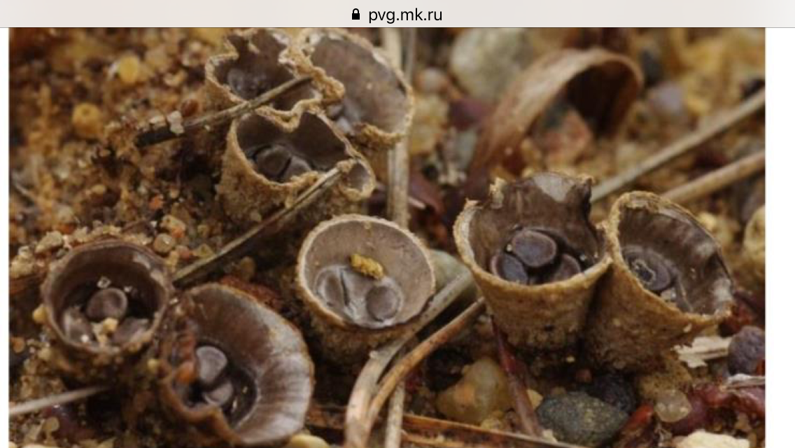 Бокальчик полосатый. самые необычные грибы мира полосатый гриб