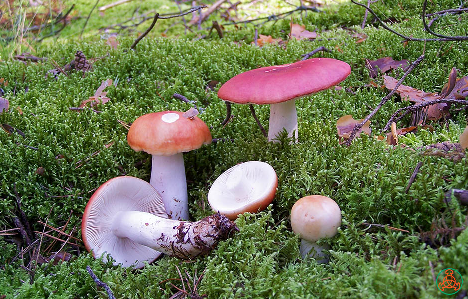 Где искать грибы сыроежки и как их узнать