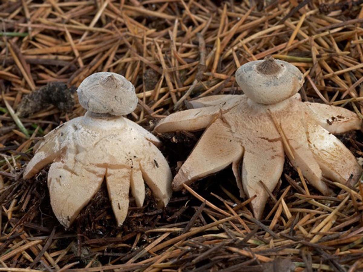 Звездовик - описание, где растет, ядовитость гриба