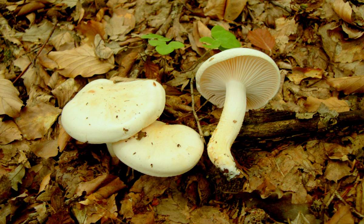 Гигрофор персона — фото и описание гриба, где растет и как выглядит