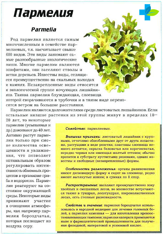 Пармелия бороздчатая - parmelia sulcata - описание таксона - плантариум