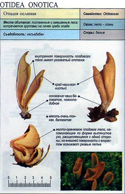 Самые интересные и необычные съедобные грибы | интересный сайт