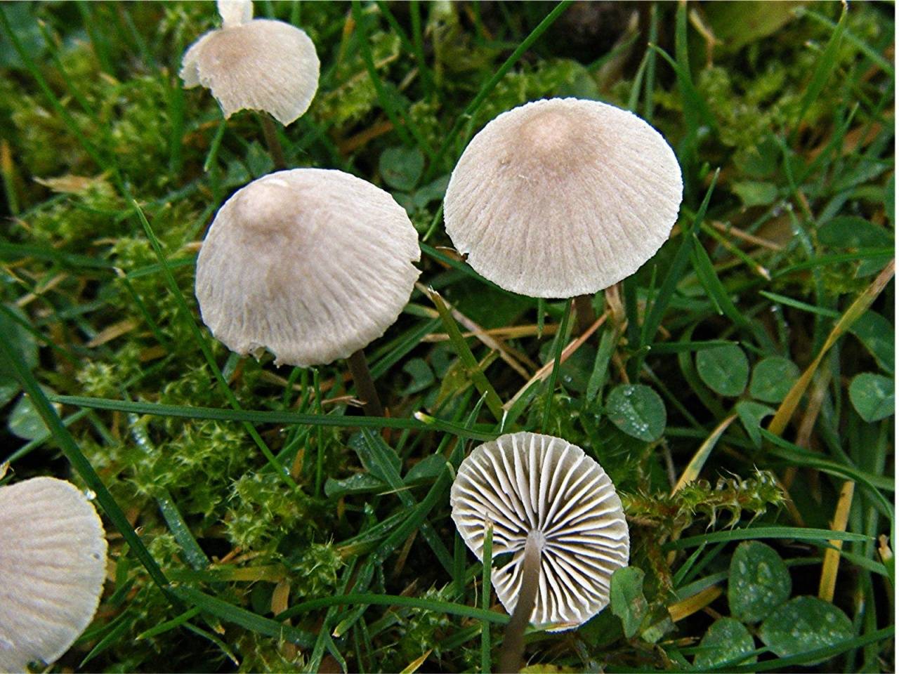 Мицена чистая (mycena pura): фото, описание и действие яда гриба