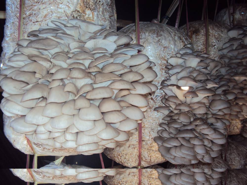 ☝️ как вырастить вешенки в домашних условиях: полезные рекомендации по посадке грибов