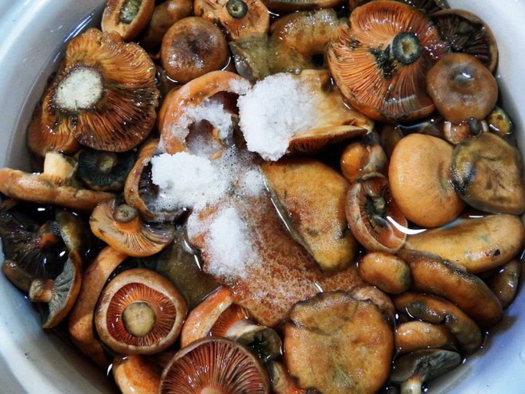 Способы засолки грибов на зиму: как правильно и безопасно - домострой - info.sibnet.ru