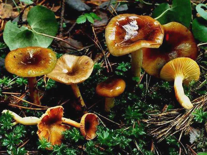 Гигрофор поздний (hygrophorus hypothejus) – грибы сибири