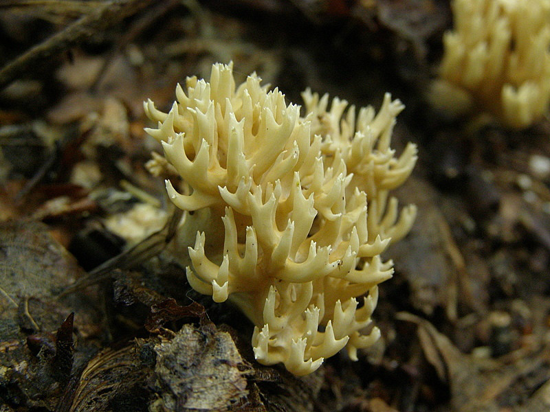 Редчайший вид — гриб оленьи рожки, напоминающий морской коралл!