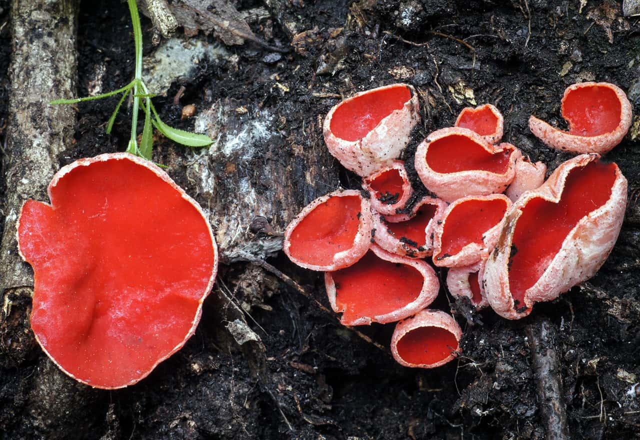 Cаркосома шаровидная (sarcosoma globosum): лечебные свойства, способы применения, рецепты, описание, фото и где растет гриб
