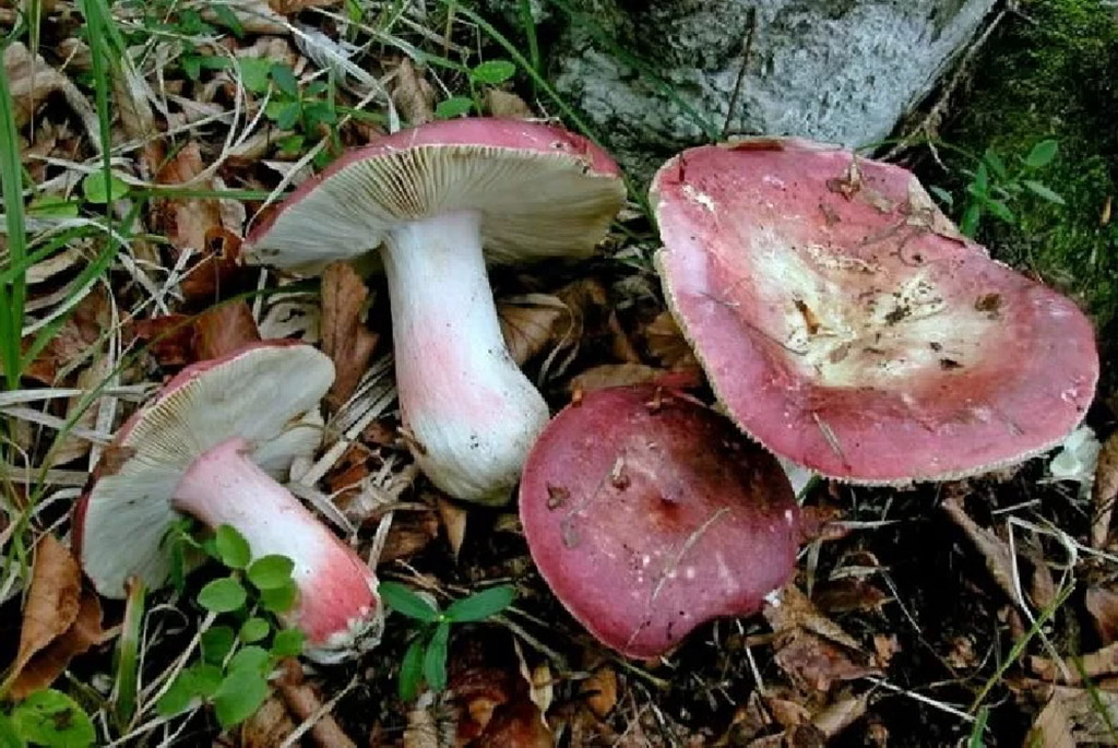 Съедобные грибы валуи: описание, места произрастания и применение в кулинарии