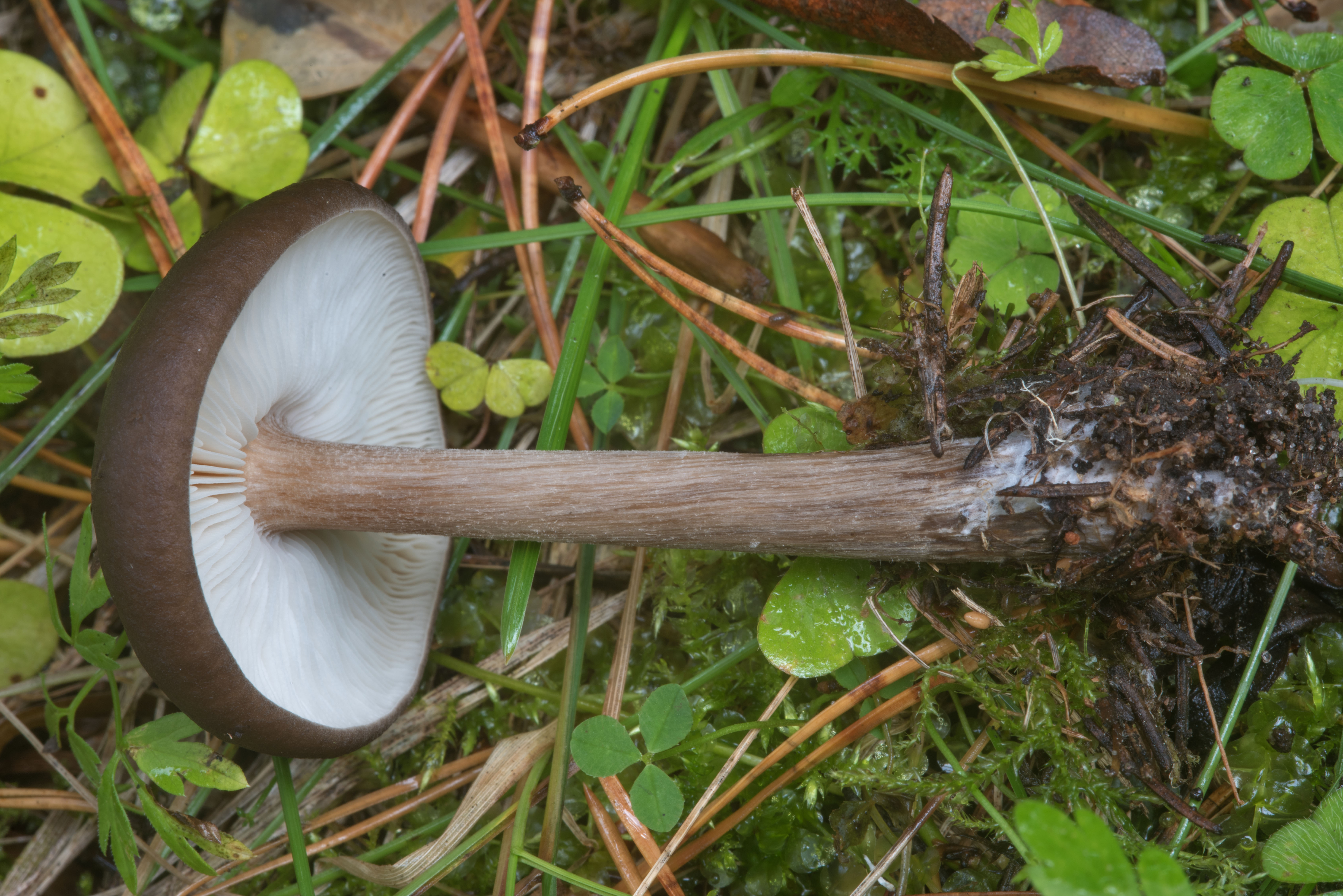 Белые грибы: 95+ фото, 18 видов, описание, где и когда растут