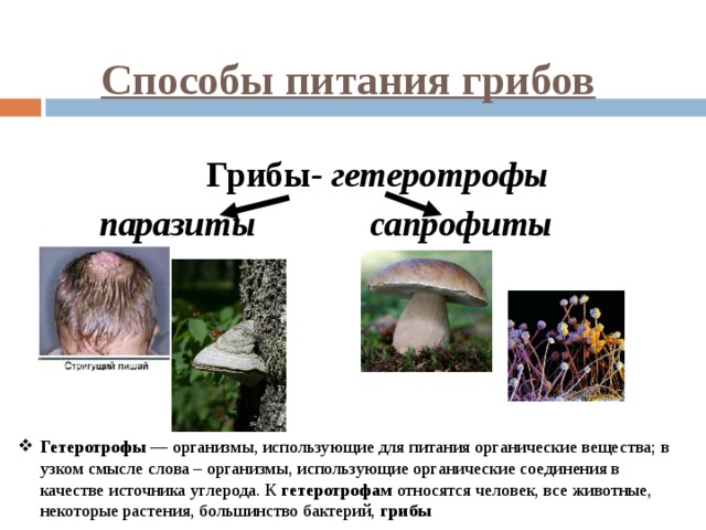 Шляпочные грибы (41 фото): из чего состоит плодовое тело, его функции, строение, как образуются споры, виды, как питаются