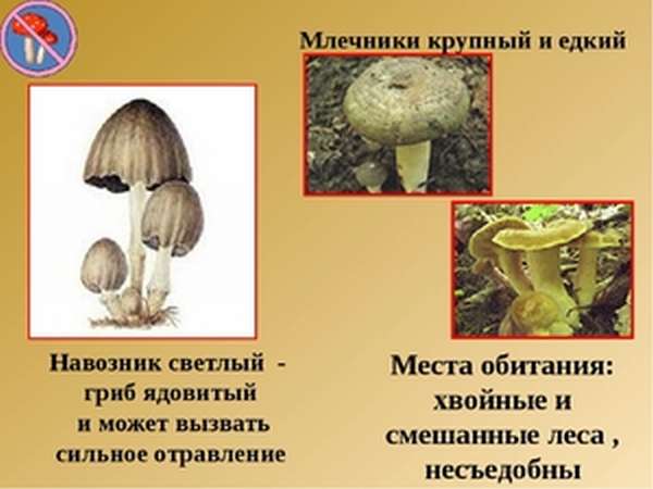 Как выглядят грибы-навозники