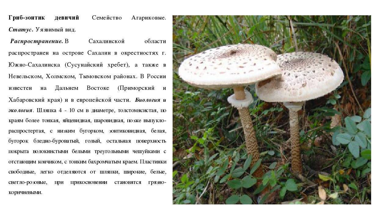 Ложные грибы зонтики: фото и описание