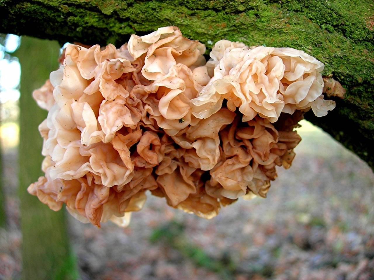 Гриб дрожалка листоватая (бахромчатая): фото и описание — викигриб
