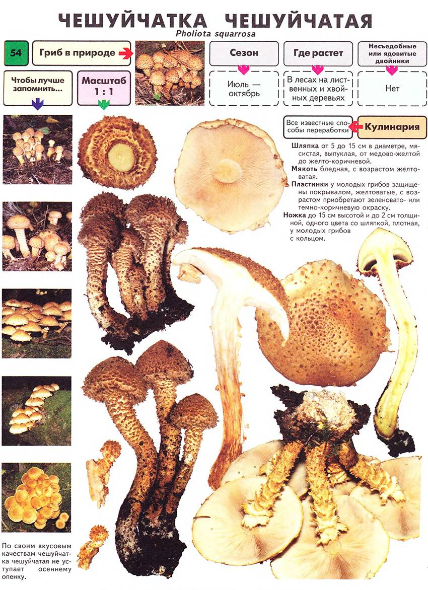 Гриб чешуйчатка золотистая - фото, описание, виды