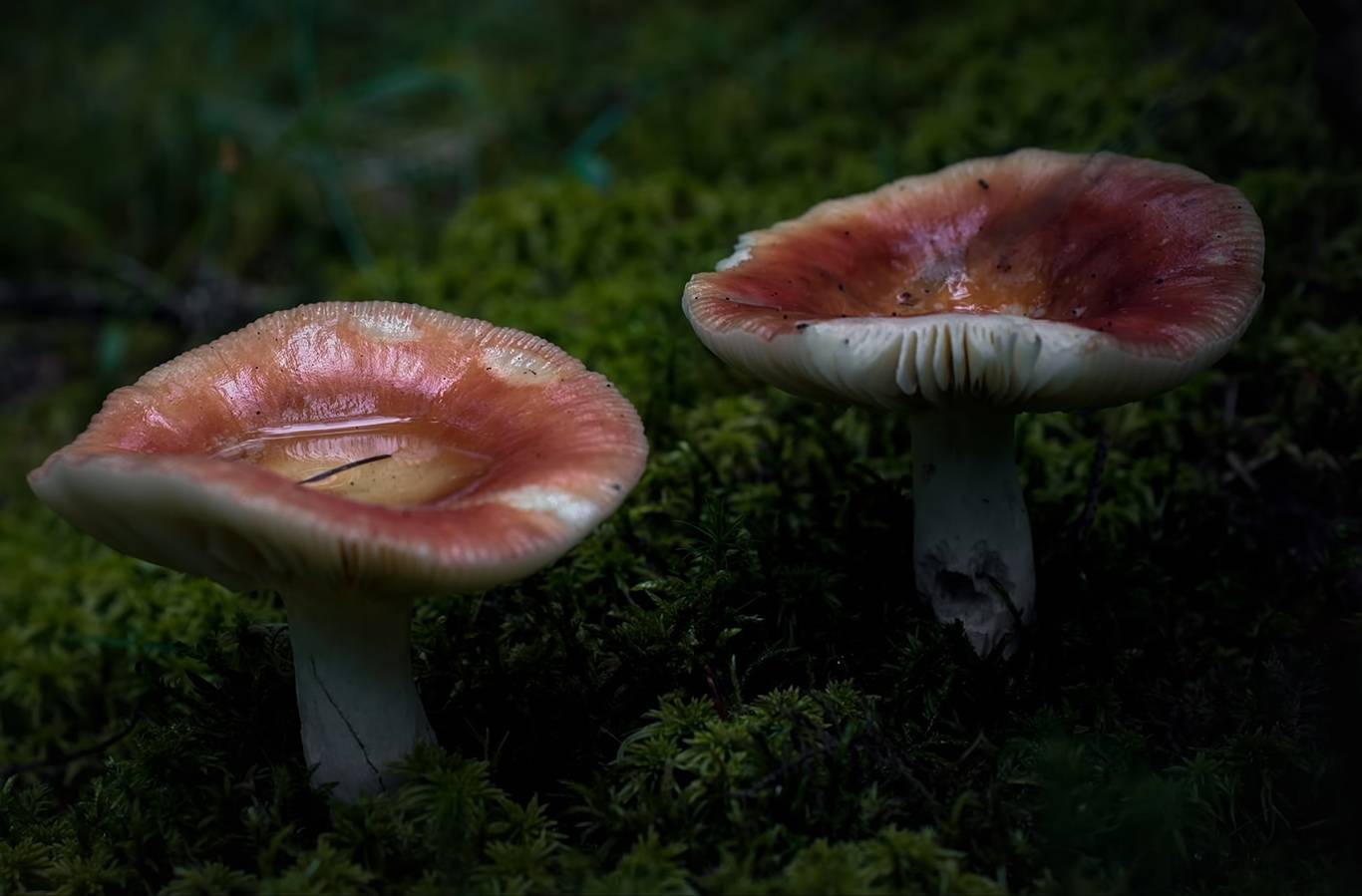 Сыроежки: фото съедобных и несъедобных грибов, как отличить, описание