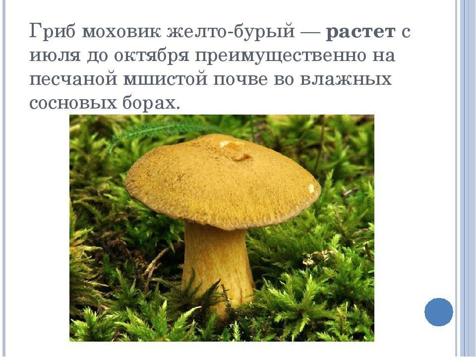 Моховик зеленый – фото и описание съедобного гриба, где растет, внешний вид