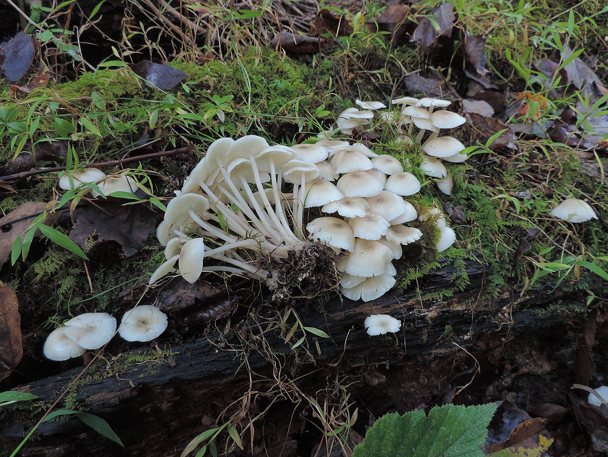 Говорушечка обильная (clitocybula abundans) – грибы сибири
