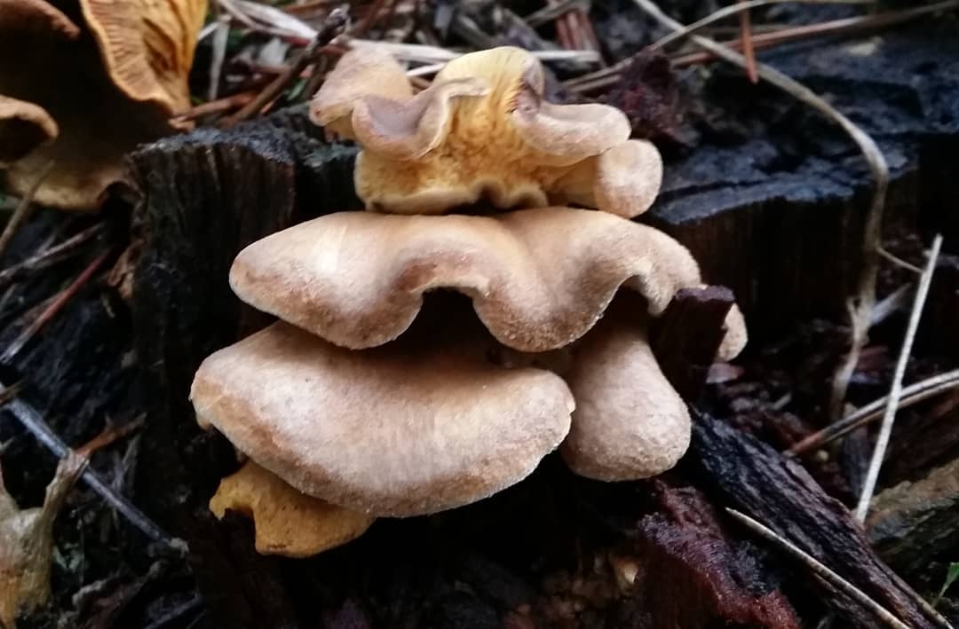 Необычные грибы. вороночник | лесная кладовая