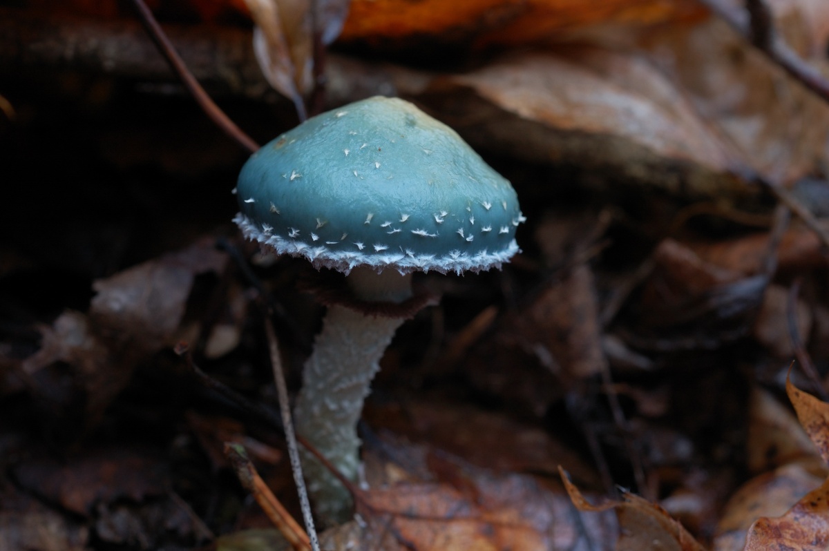 Строфария небесно-синяя (stropharia caerulea) – грибы сибири