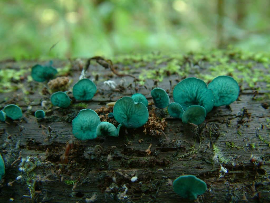 Хлороцибория сине-зеленоватая — энциклопедия руниверсалис