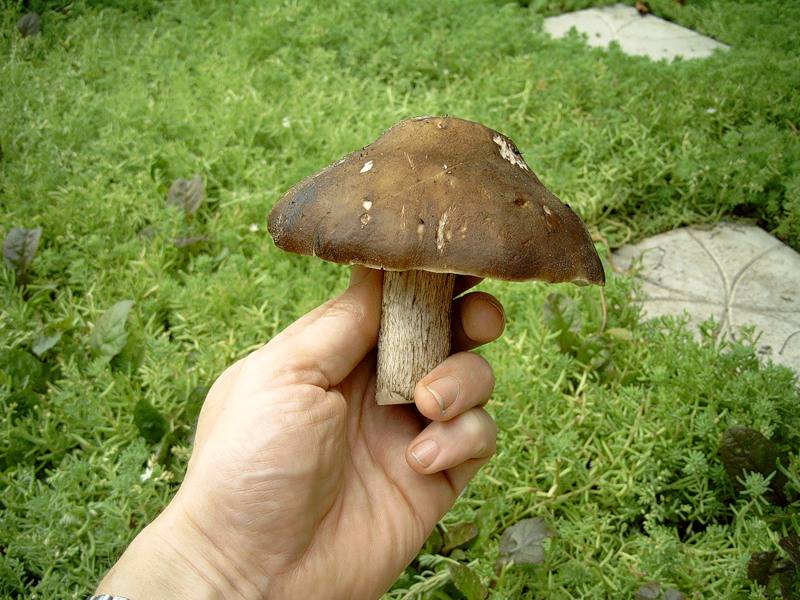 Плютей золотистожилковый (pluteus chrysophlebius) – грибы сибири