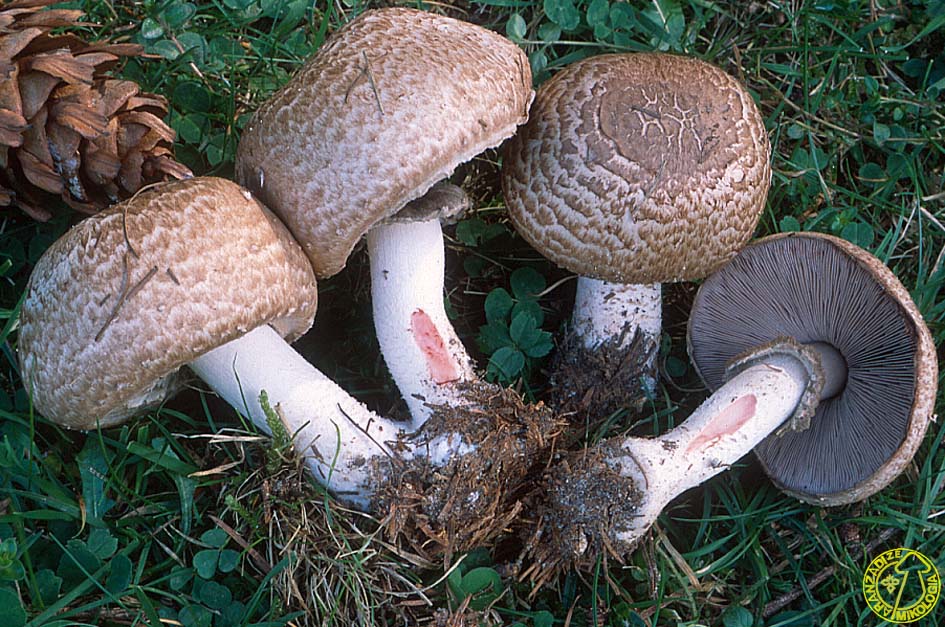 Шампиньон лесной - описание, где растет, ядовитость гриба