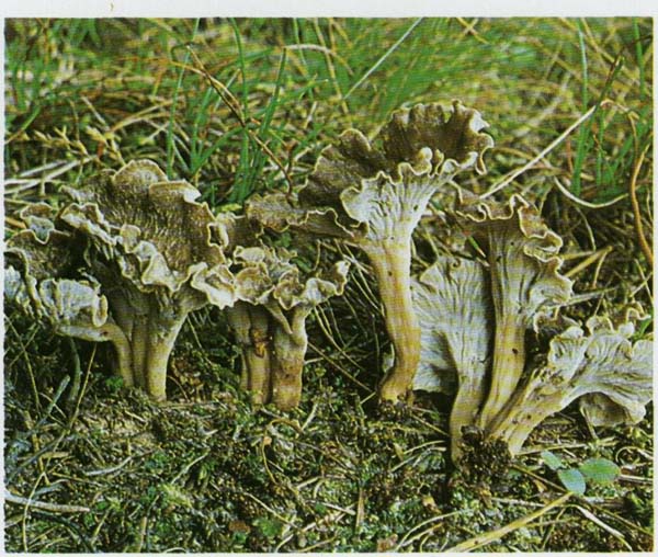 Преимущества редкого гриба – бархатная лисичка