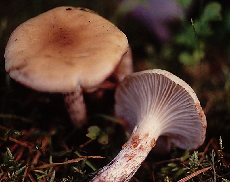 Мокруха еловая – описание гриба. польза и вред