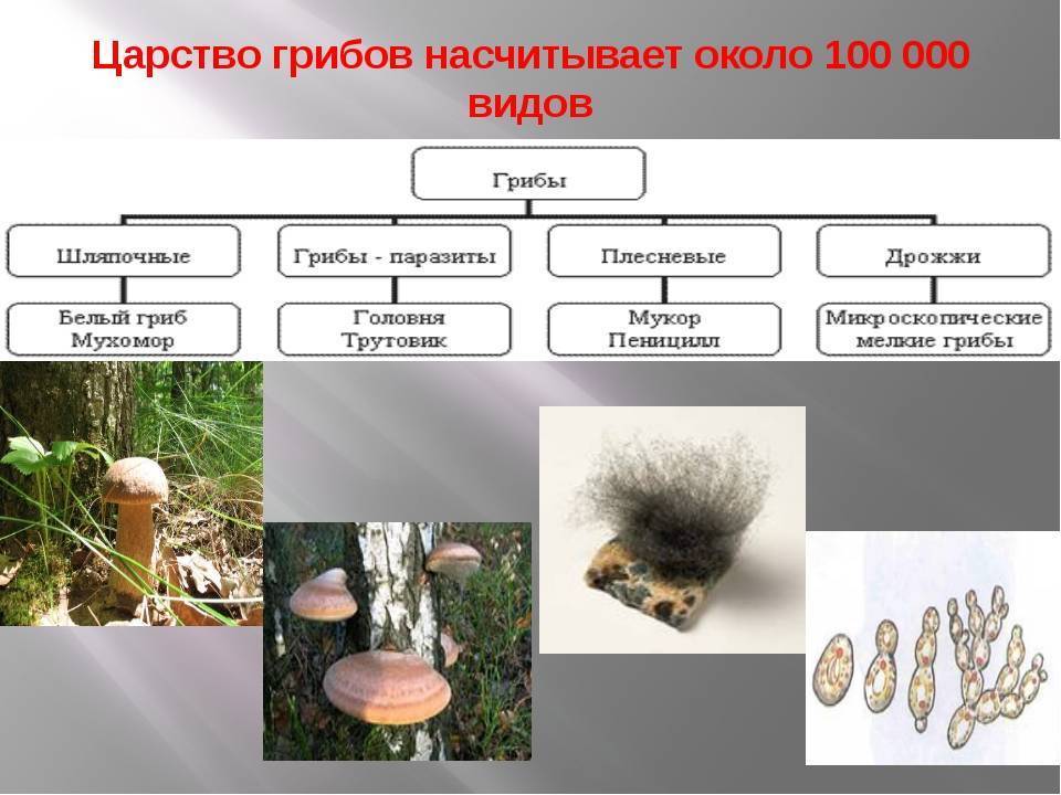 Систематика грибов - abcdef.wiki